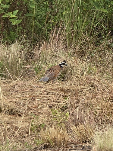 Northern Bobwhite