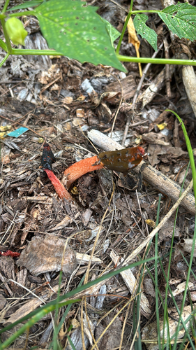 iNaturalist observation photo of Wrinkly Stinkhorn