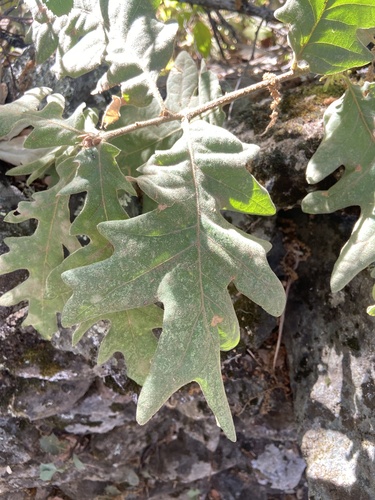 Pyrenean Oak