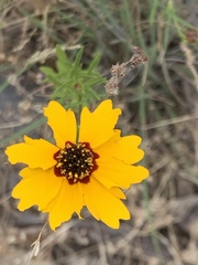Coreopsis basalis