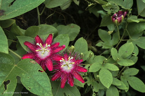 Passiflora incarnata × miniata