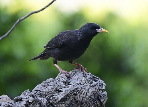 Spotless Starling