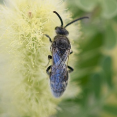 Tiphioidea
