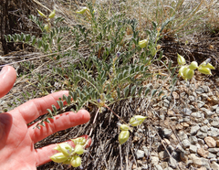 Astragalus allochrous