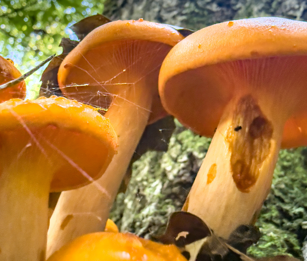 Eastern American jack-o'-lantern · August 2026 · photo: Photo: no rights reserved · iNaturalist