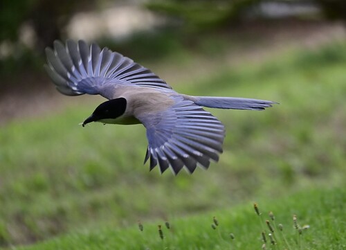 Iberian Magpie