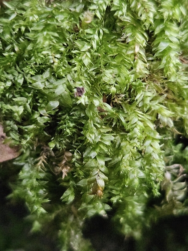 Plagiothecium succulentum observed 2026-08-26