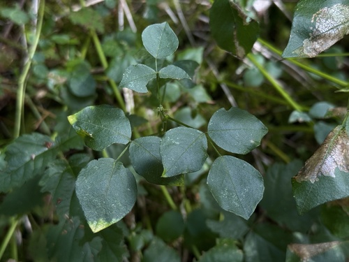 Rupertia physodes observed 2026-08-27