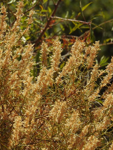 Genista hirsuta, photograph 3