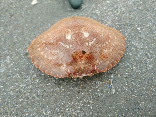 Cancer irroratus