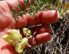 Astragalus allochrous