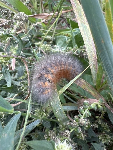 Salt Marsh Moth
