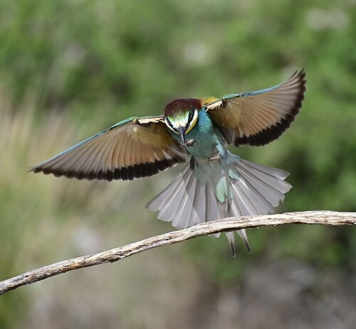 European Bee-eater