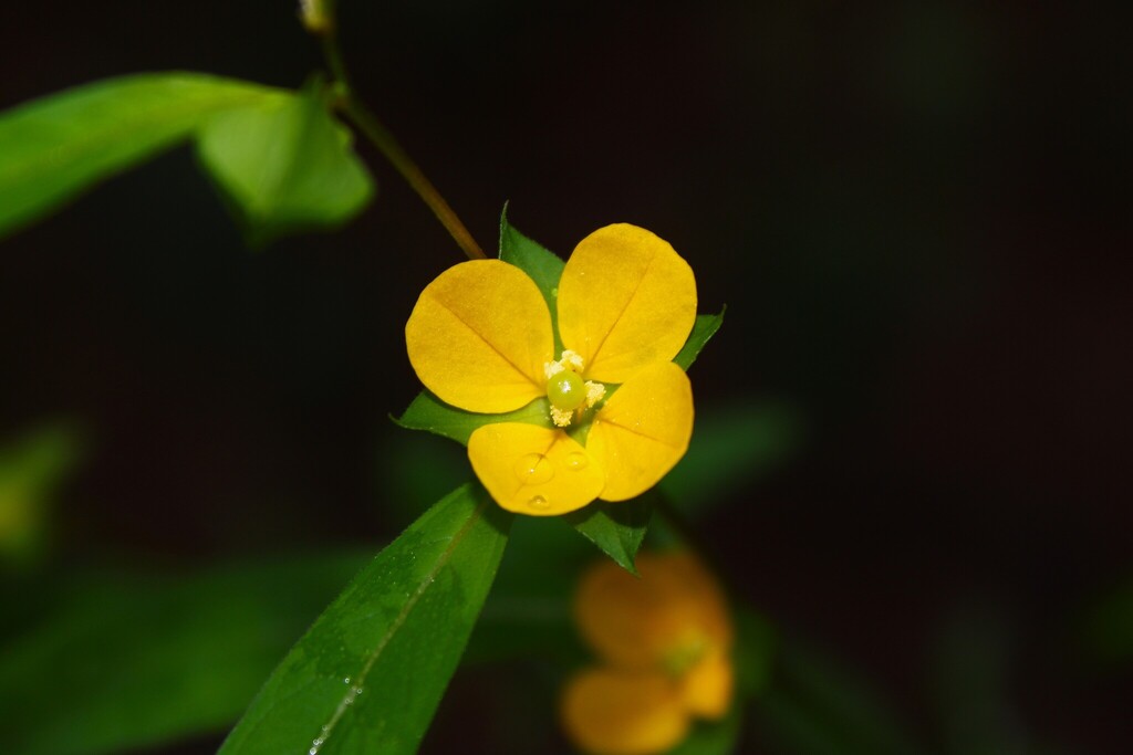Ludwigia alternifolia; photograph (c) Dominic, some rights reserved (CC BY)