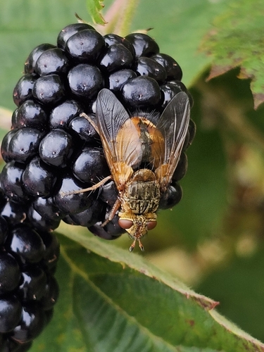 Common Tachinid