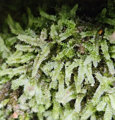 Chiloscyphus polyanthos observed 2026-08-26