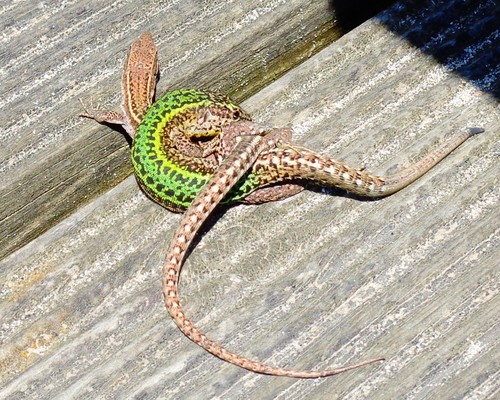 Bocage's Wall Lizard