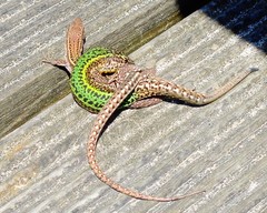 Bocage's Wall Lizard photo 4