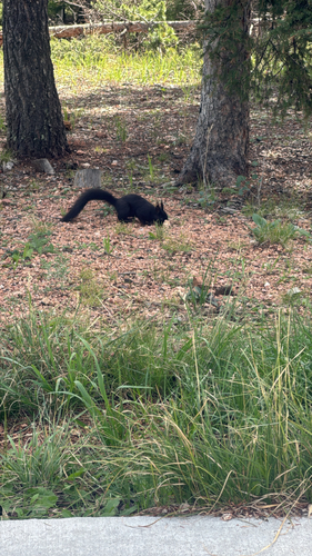 Abert's Squirrel observed by meyham