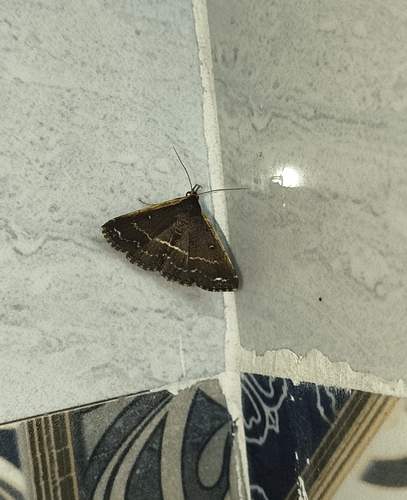 Adrapsa ablualis
