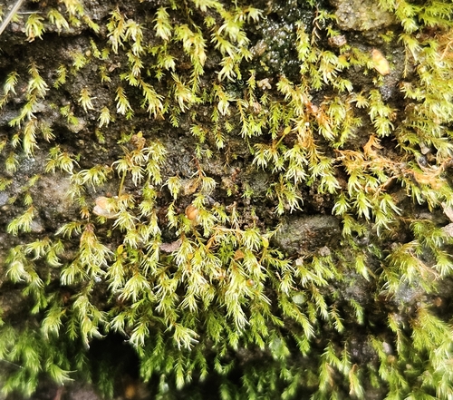 Dicranella rufescens observed 2026-08-26