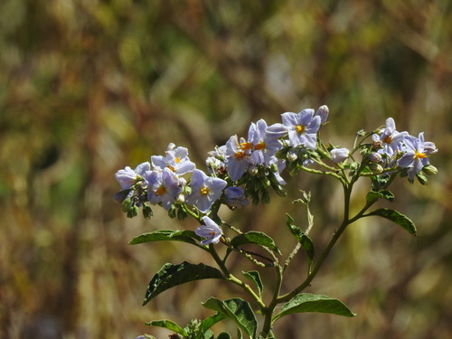 Solanum bonariense, photograph 4