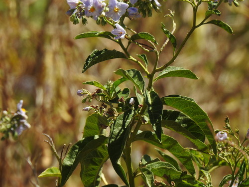 Solanum bonariense, photograph 5