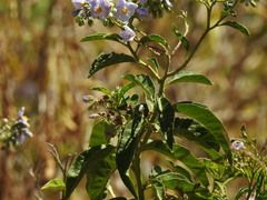(c) Duarte Frade, some rights reserved (CC BY) Solanum bonariense, photograph (c) Duarte Frade, some rights reserved (CC BY)