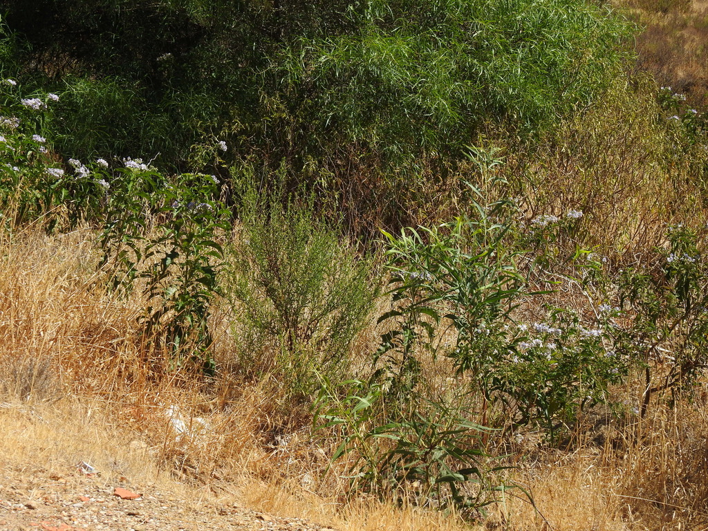 Solanum bonariense; photograph (c) Duarte Frade, some rights reserved (CC BY)