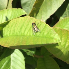 Diptera