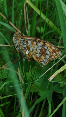High Brown Fritillary