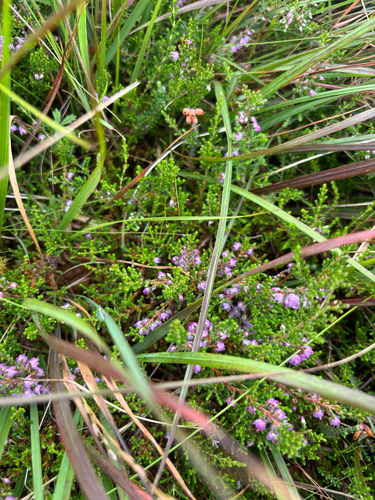 common heather