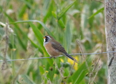 Saltatricula multicolor