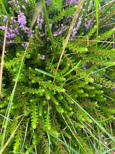 black crowberry