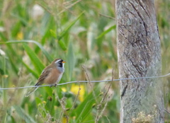 Saltatricula multicolor