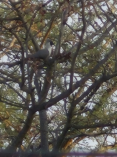 Bare-faced Go-away-bird