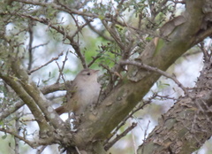 Phacellodomus sibilatrix