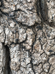 Hysterium angustatum