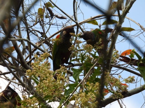 Maroon-faced Parakeet