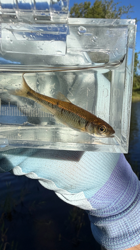 Common Shiner