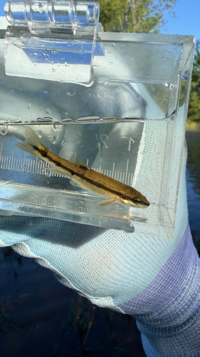 Eastern Blacknose Dace