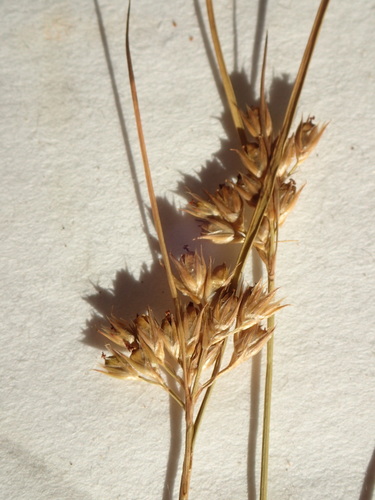 Image of Juncus interior by no rights reserved