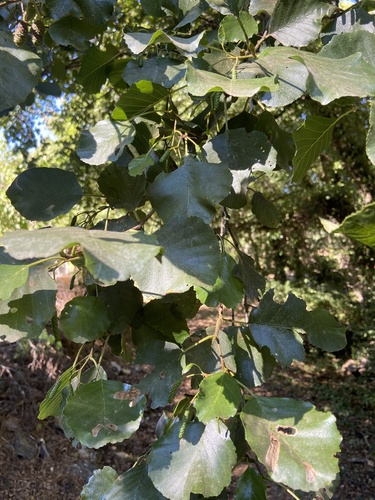Iberian Alder