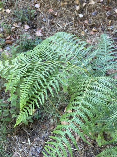 common bracken