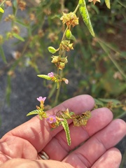 Melochia pyramidata, photograph (c) Sam Kieschnick, some rights reserved (CC BY)