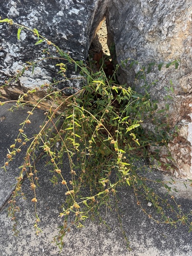 Melochia pyramidata, photograph 4