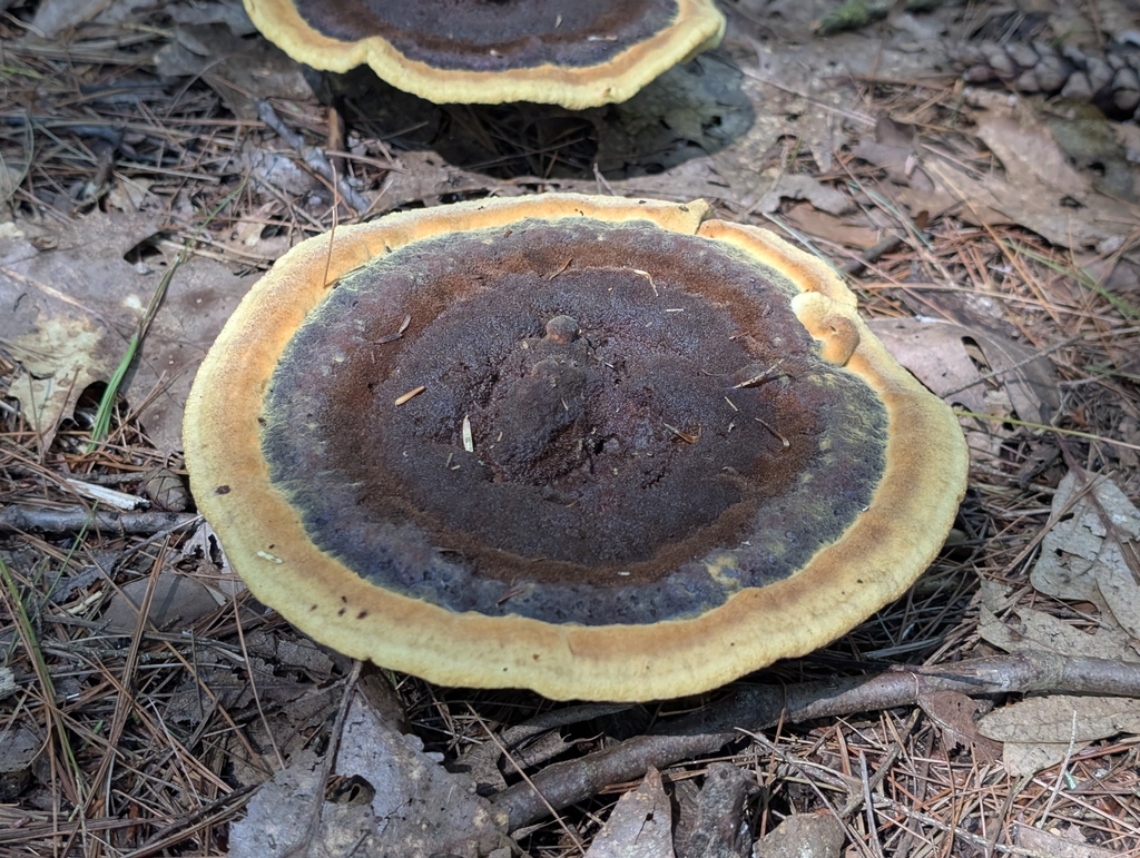 Phaeolus hispidoides · August 2026 · photo: Photo: (c) Ben Lapham, some rights reserved (CC BY-SA) · iNaturalist