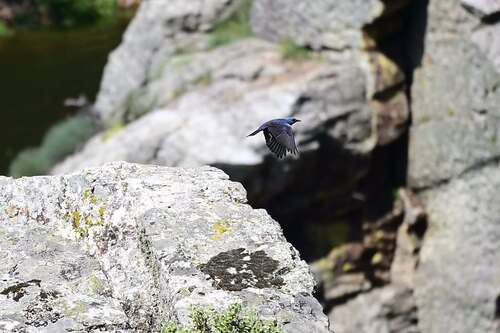 Blue Rock-Thrush