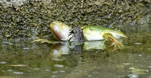 Barred Grass Snake