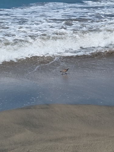 Ruddy Turnstone